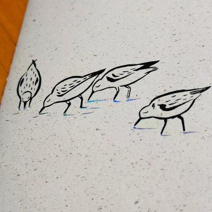 Wings & Migration: Sanderling - TN Standard/Passport Insert